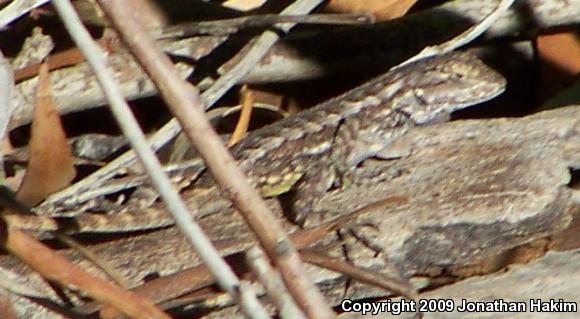 Great Basin Fence Lizard (Sceloporus occidentalis longipes)