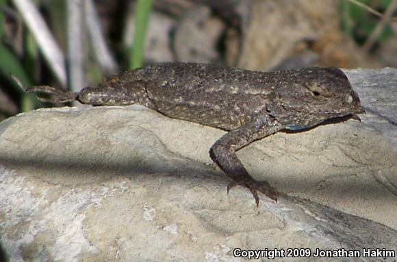 Great Basin Fence Lizard (Sceloporus occidentalis longipes)