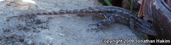 Great Basin Fence Lizard (Sceloporus occidentalis longipes)