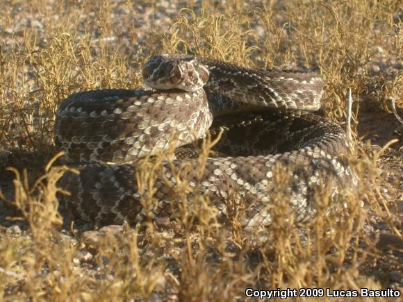 Mohave Rattlesnake (Crotalus scutulatus scutulatus)