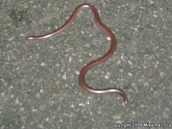 SouthWestern Threadsnake (Leptotyphlops humilis humilis)