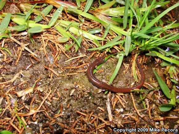 Garden Slender Salamander (Batrachoseps major major)