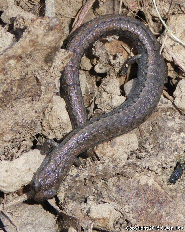 California Slender Salamander (Batrachoseps attenuatus)