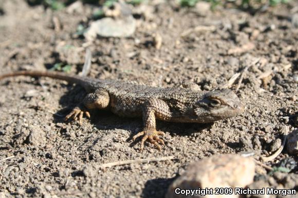 Great Basin Fence Lizard (Sceloporus occidentalis longipes)