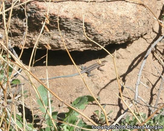 Belding's Orange-throated Whiptail (Aspidoscelis hyperythra beldingi)