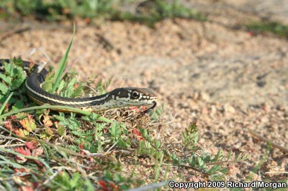 California Striped Racer (Coluber lateralis lateralis)