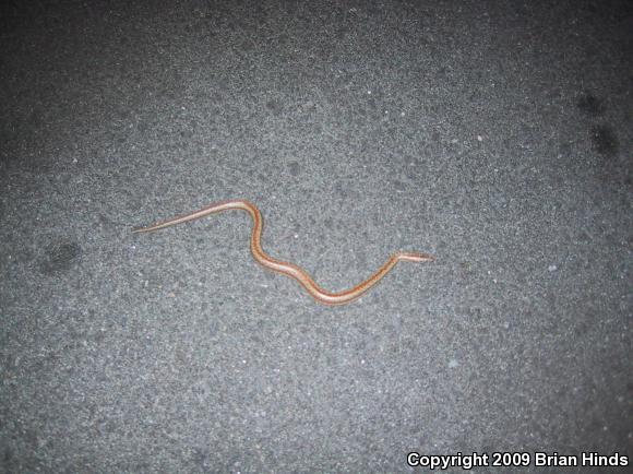 Coastal Rosy Boa (Lichanura trivirgata roseofusca)