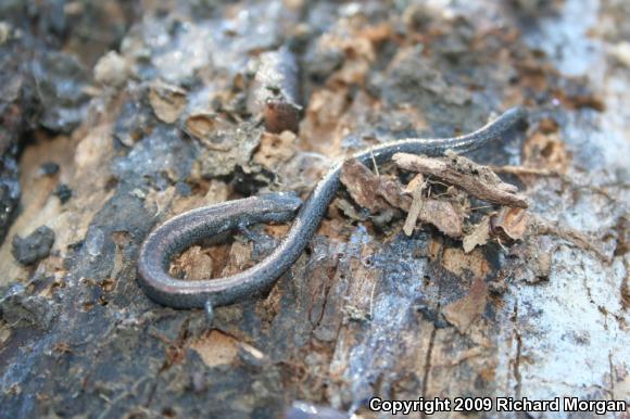 Garden Slender Salamander (Batrachoseps major major)