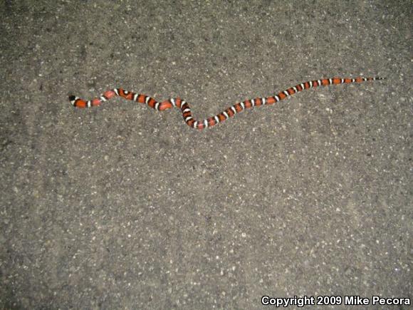 San Diego Mountain Kingsnake (Lampropeltis zonata pulchra)