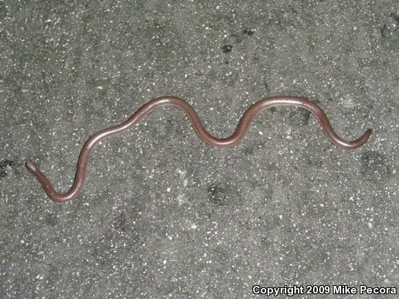 SouthWestern Threadsnake (Leptotyphlops humilis humilis)