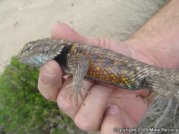 Yellow-backed Spiny Lizard (Sceloporus uniformis)