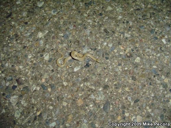 Desert Nightsnake (Hypsiglena chlorophaea deserticola)