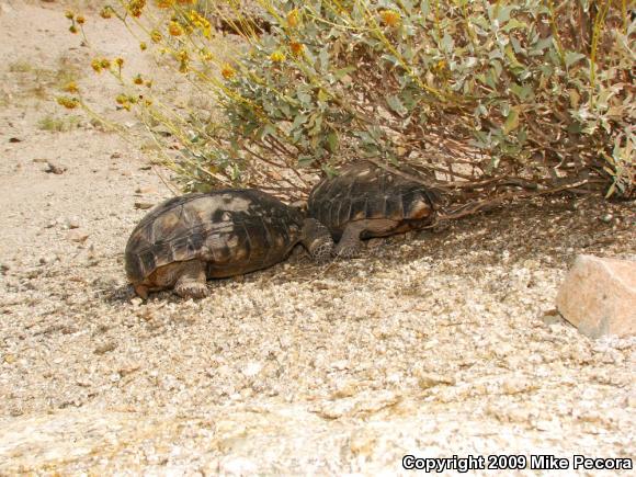 Desert Tortoise (Gopherus agassizii)