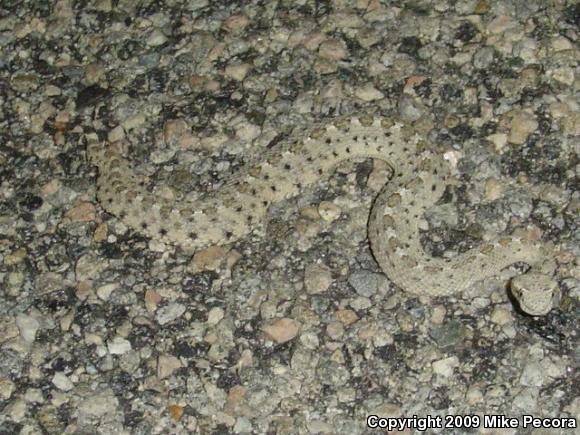 Colorado Desert Sidewinder (Crotalus cerastes laterorepens)