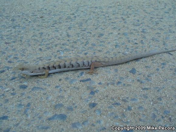 California Alligator Lizard (Elgaria multicarinata multicarinata)