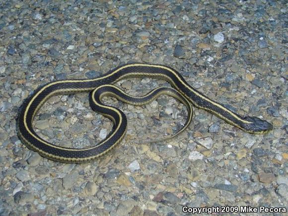 Coast Gartersnake (Thamnophis elegans terrestris)