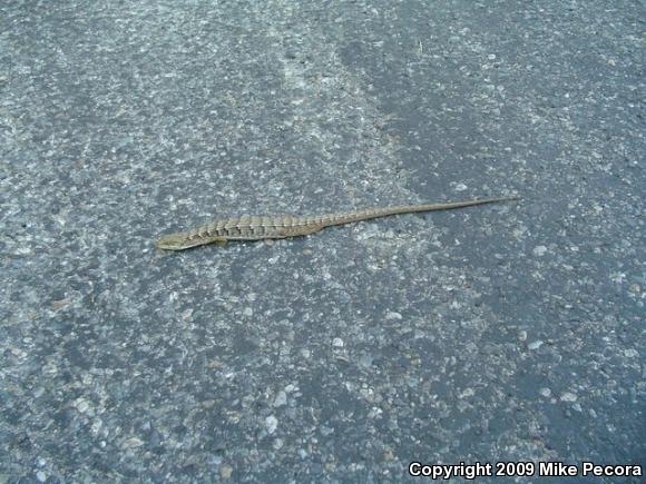 San Diego Alligator Lizard (Elgaria multicarinata webbii)