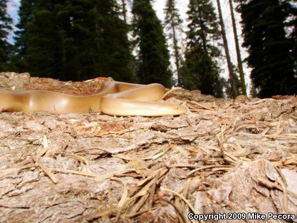 Northern Rubber Boa (Charina bottae)