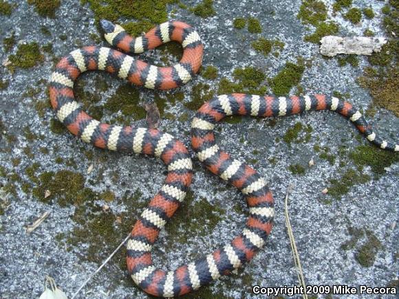 Sierra Mountain Kingsnake (Lampropeltis zonata multicincta)