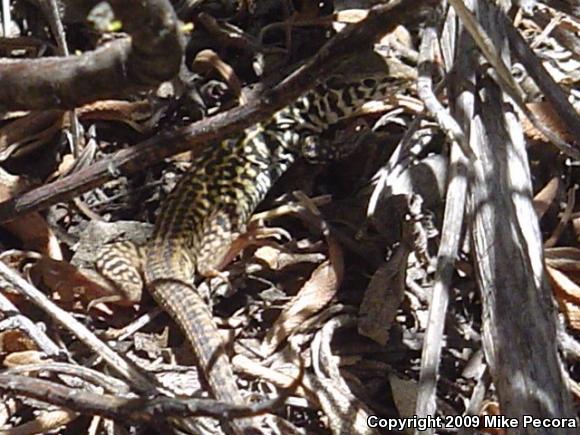 California Whiptail (Aspidoscelis tigris munda)