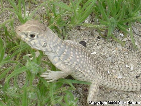 Northern Desert Iguana (Dipsosaurus dorsalis dorsalis)