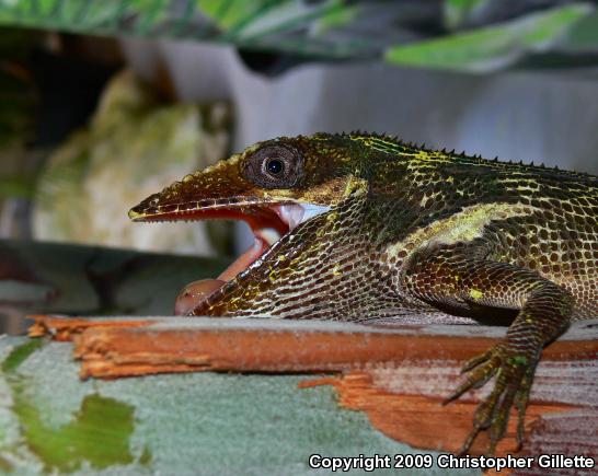 Knight Anole (Anolis equestris)