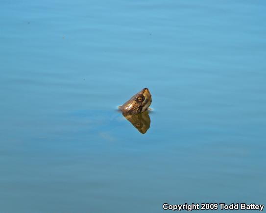 Western Pond Turtle (Actinemys marmorata)