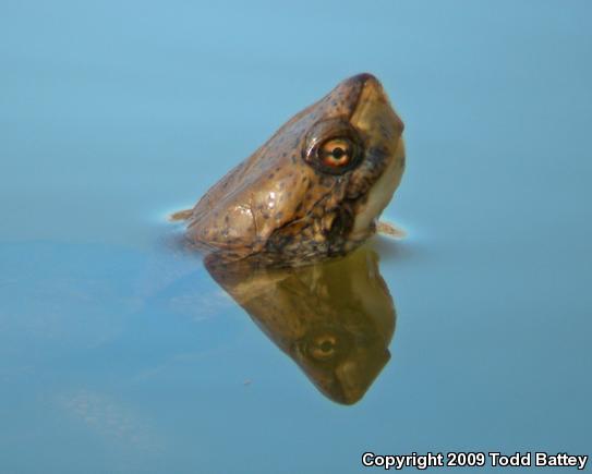 Western Pond Turtle (Actinemys marmorata)