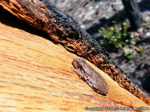 Pine Woods Treefrog (Hyla femoralis)