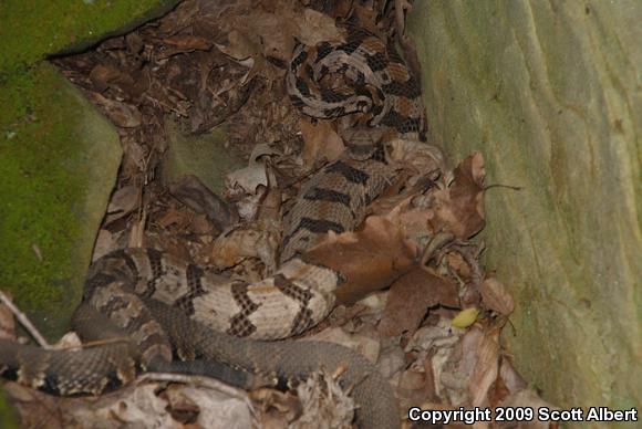 Timber Rattlesnake (Crotalus horridus)