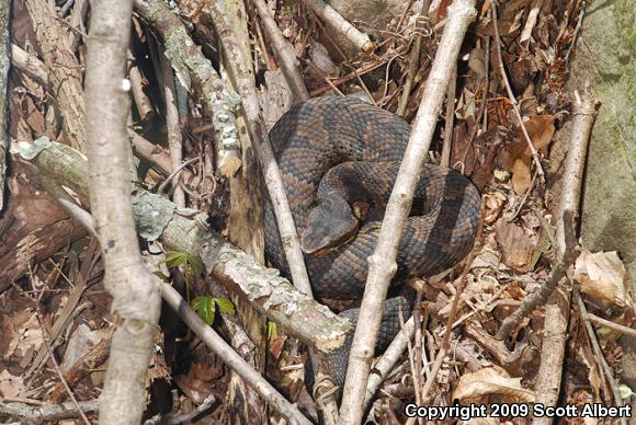 Western Cottonmouth (Agkistrodon piscivorus leucostoma)