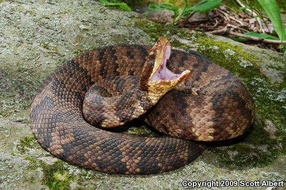 Western Cottonmouth (Agkistrodon piscivorus leucostoma)