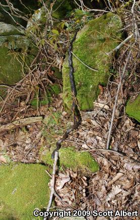 Gray Ratsnake (Pantherophis obsoletus spiloides)