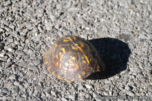 Eastern Box Turtle (Terrapene carolina carolina)