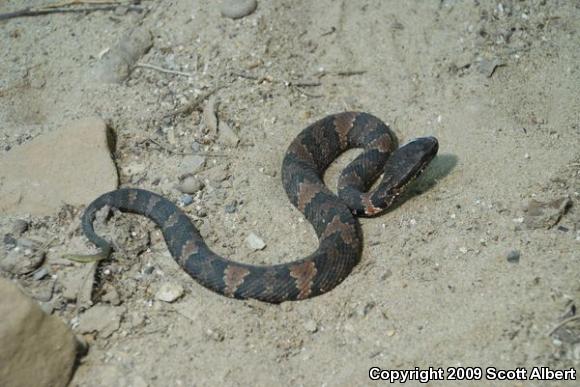 Western Cottonmouth (Agkistrodon piscivorus leucostoma)