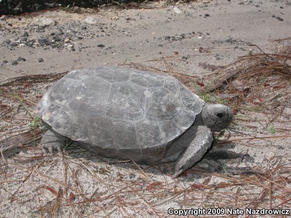 Gopher Tortoise (Gopherus polyphemus)