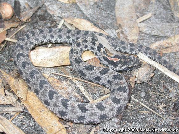 Dusky Pigmy Rattlesnake (Sistrurus miliarius barbouri)