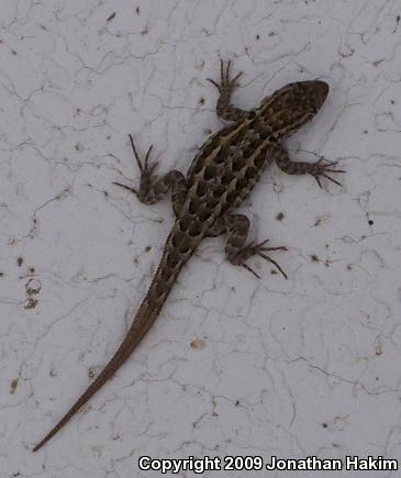 Western Side-blotched Lizard (Uta stansburiana elegans)