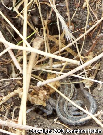 Western Side-blotched Lizard (Uta stansburiana elegans)