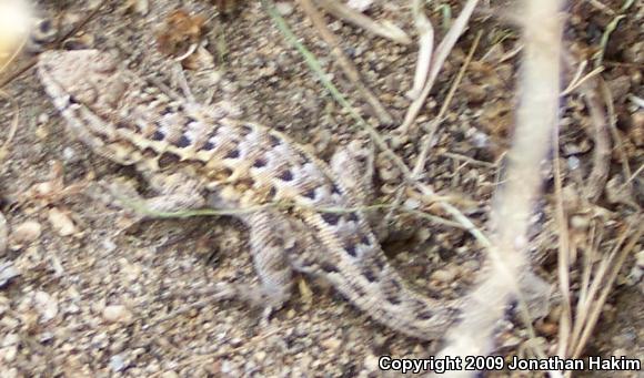 Western Side-blotched Lizard (Uta stansburiana elegans)