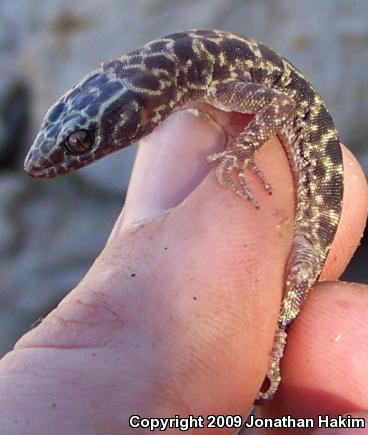 Granite Night Lizard (Xantusia henshawi)