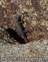 Granite Spiny Lizard (Sceloporus orcutti)