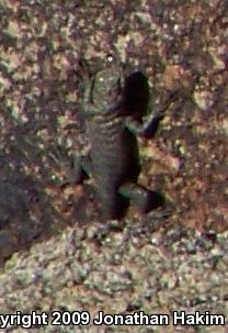 Granite Spiny Lizard (Sceloporus orcutti)