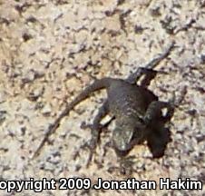 Granite Spiny Lizard (Sceloporus orcutti)