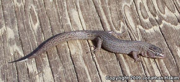 Desert Night Lizard (Xantusia vigilis vigilis)