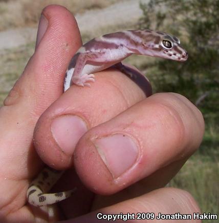 Desert Banded Gecko (Coleonyx variegatus variegatus)