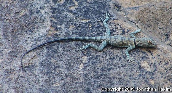 Banded Rock Lizard (Petrosaurus mearnsi)