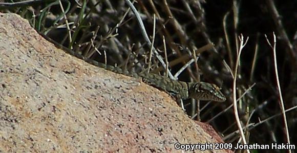 Banded Rock Lizard (Petrosaurus mearnsi)