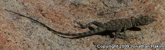 Banded Rock Lizard (Petrosaurus mearnsi)