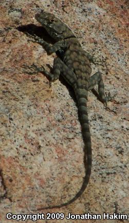 Banded Rock Lizard (Petrosaurus mearnsi)